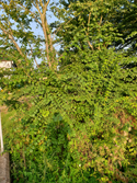 Salcombe Elm