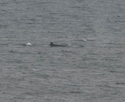 Sei Whale