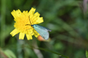 Scarce Forester