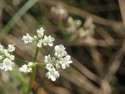spreading hedge parsley