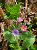 Suffolk Lungwort
