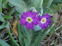Scottish Primrose