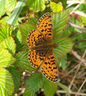 Small pearl bordered fritillary