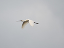 Spoonbill