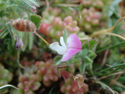 Small  
restharrow