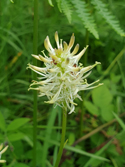 Spiked Rampion