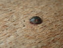 Schmitts scymnus