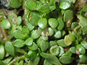 Six-stamened Waterwort
