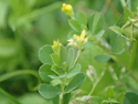 Slender Trefoil