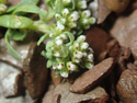 Strapwort