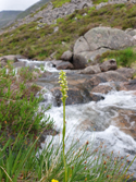 Small White Orchid