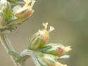 Sea Wormwood