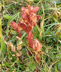 Thyme Broomrape