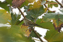 Two Barred Warbler