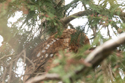 Tawny Owl