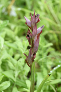 Long-lipped Tongue Orchid