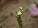 Sand Toadflax