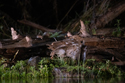 Tawny Owl