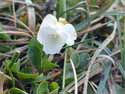 Teesdale Violet