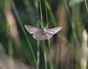 Tawny Wave