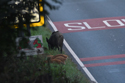 Wild Boar