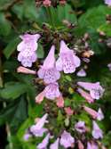 Wood Calamint
