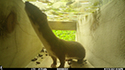 Weasel