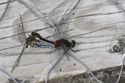 white faced darter