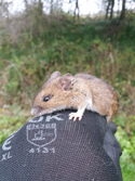 Wood Mouse
