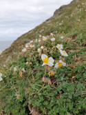 White Rock Rose