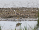 White tailed Plover