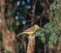 Yellowhammer