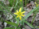 Yellow star of Bethlehem