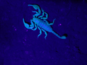 Yellow Tailed Scorpion