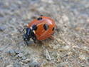 5 Spot Ladybird