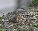 Alpine Accentor
