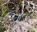 Adders