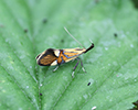 Alabonia geoffrella