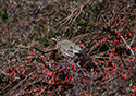American Robin