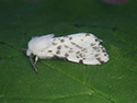 Autumn Webworm