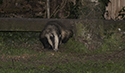 Badger