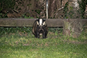 Badger
