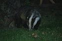 Badger
