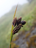black alpine sedge