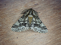 Brindled Beauty
