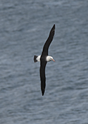 Black Browed Albatross