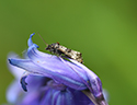 Bluebell conch