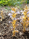 Branched Broomrape