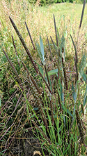 Black Grass