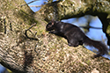 Black Squirrel